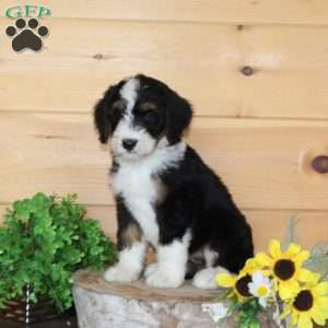 Pumpkin, Bernedoodle Puppy